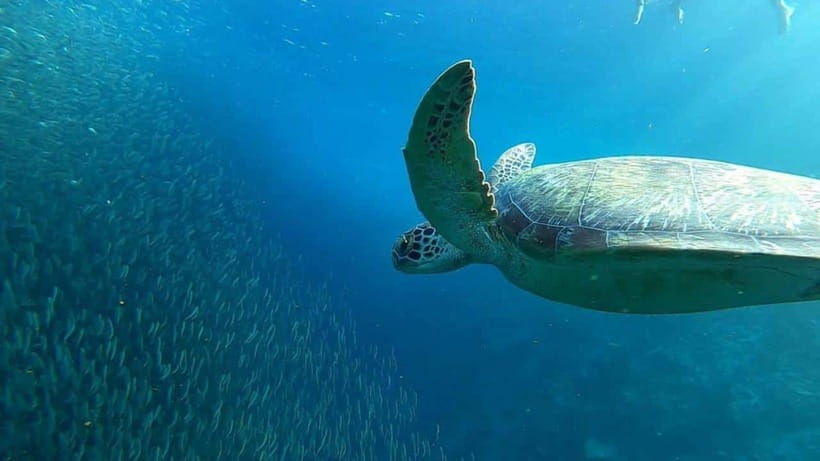 1 moalboal sardine run turtles and pescador island hopping