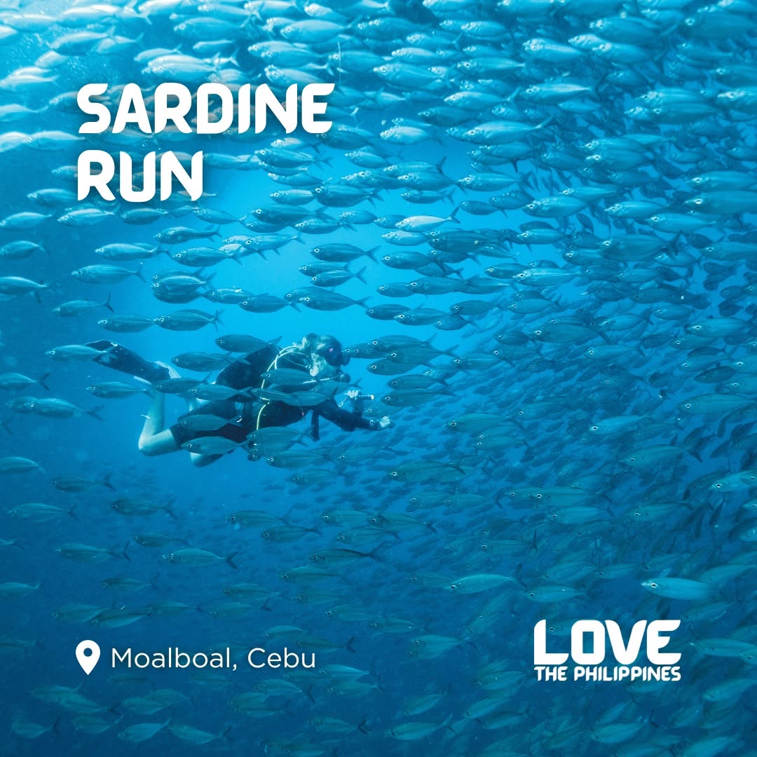 sardines run moalboal